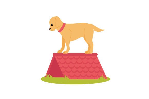 Golden Retriever Dog Walking on A-Frame